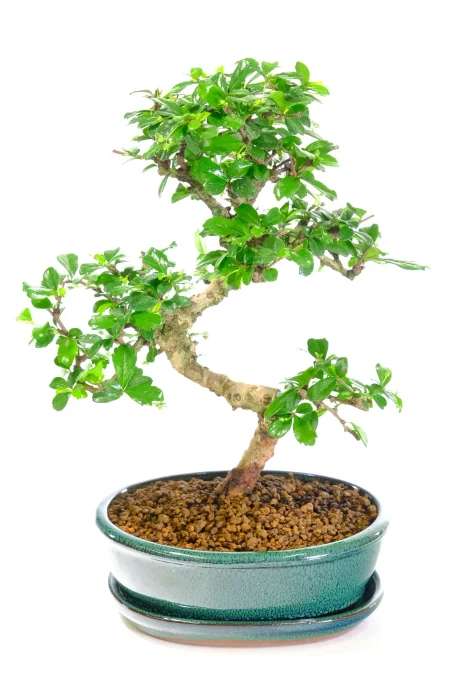 Elegance in Bloom: The Fukien Tea Tree Bonsai from Our Premium Collection