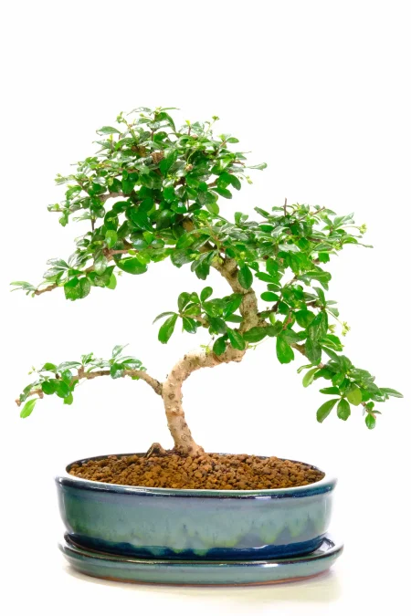 Premium Quality Flowering Fukien Tea Bonsai with Graceful Curves and Clean Lines