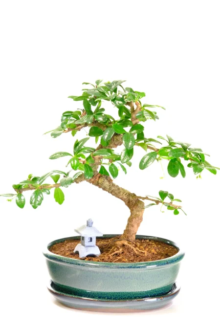 Extremely Artistic Flowering Indoor Oriental Tea Tree Bonsai with White Summer Flowers
