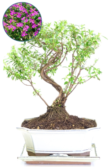Premium Flowering Cuphea Bonsai with Intertwining Multi-Trunk Design
