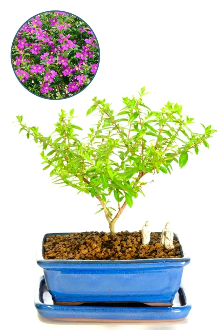 Cuphea Evergreen Indoor Tiny Indoor Tree with Cheerful Purple Flowers - Cute for beginners