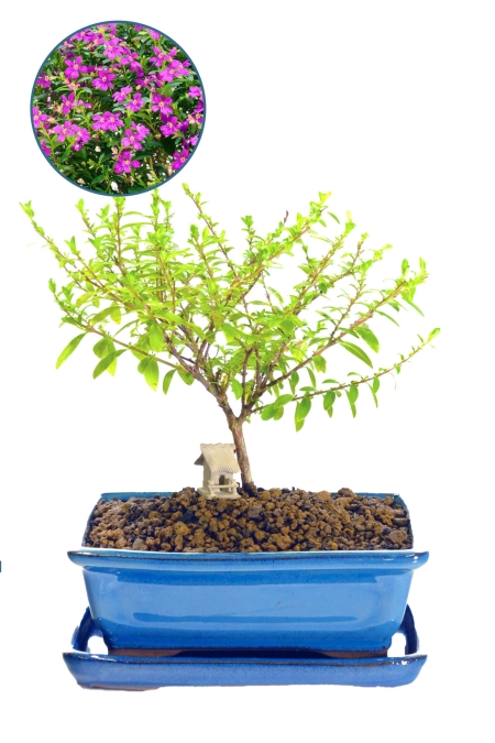 Purple Blossom Bonsai | Prolific Flowering Bonsai Tree for Indoor Gardening