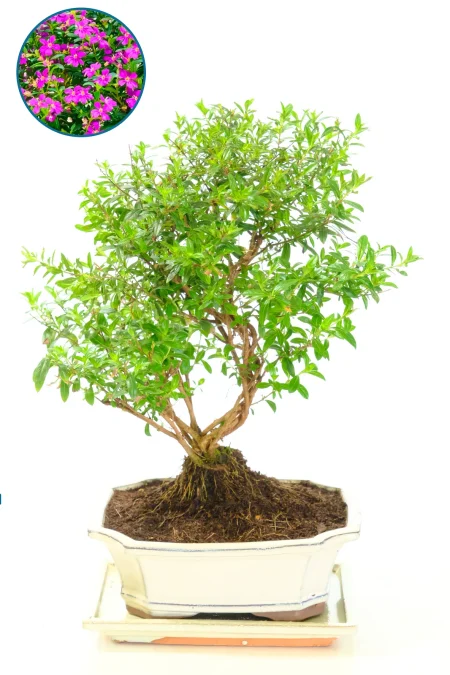 Flowering cuphea premium indoor bonsai tree for sale