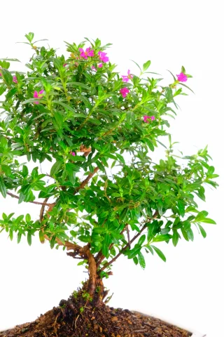Covered in tiny purple flowers throughout Spring, Summer and Autumn