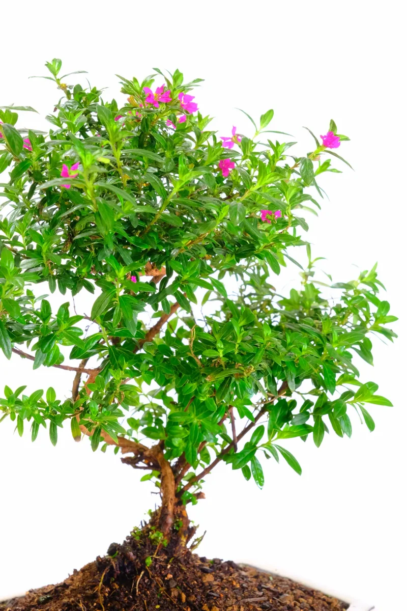 Covered in tiny purple flowers throughout Spring, Summer and Autumn