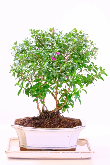 Premium Flowering Cuphea Bonsai with Intertwining Multi-Trunk Design