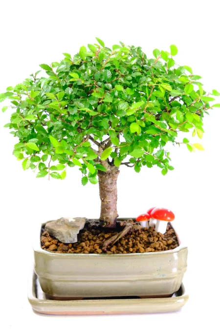 Natural Woodland Style Chinese Elm Bonsai | Ideal for Home or Office