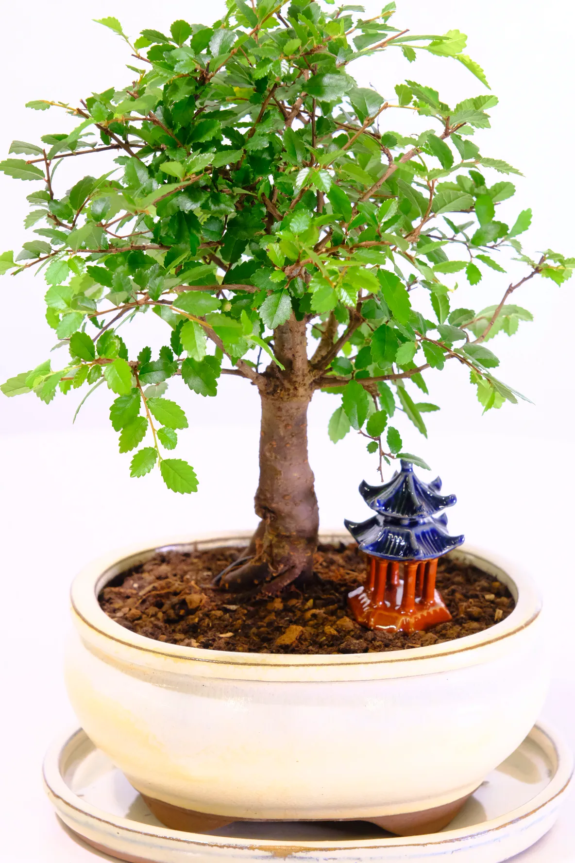 Miniature dwarf Elm bonsai for sale with temple