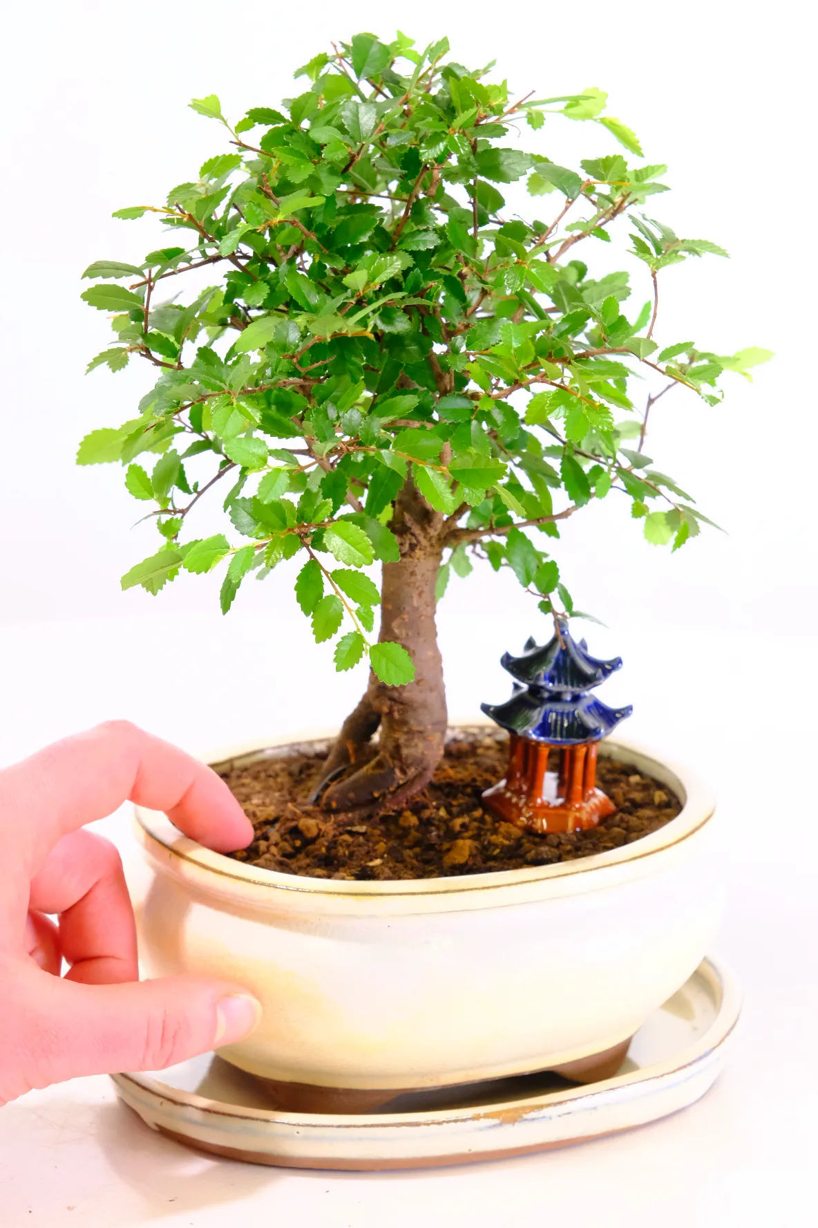 Chinese Elm bonsai tree with temple for sale