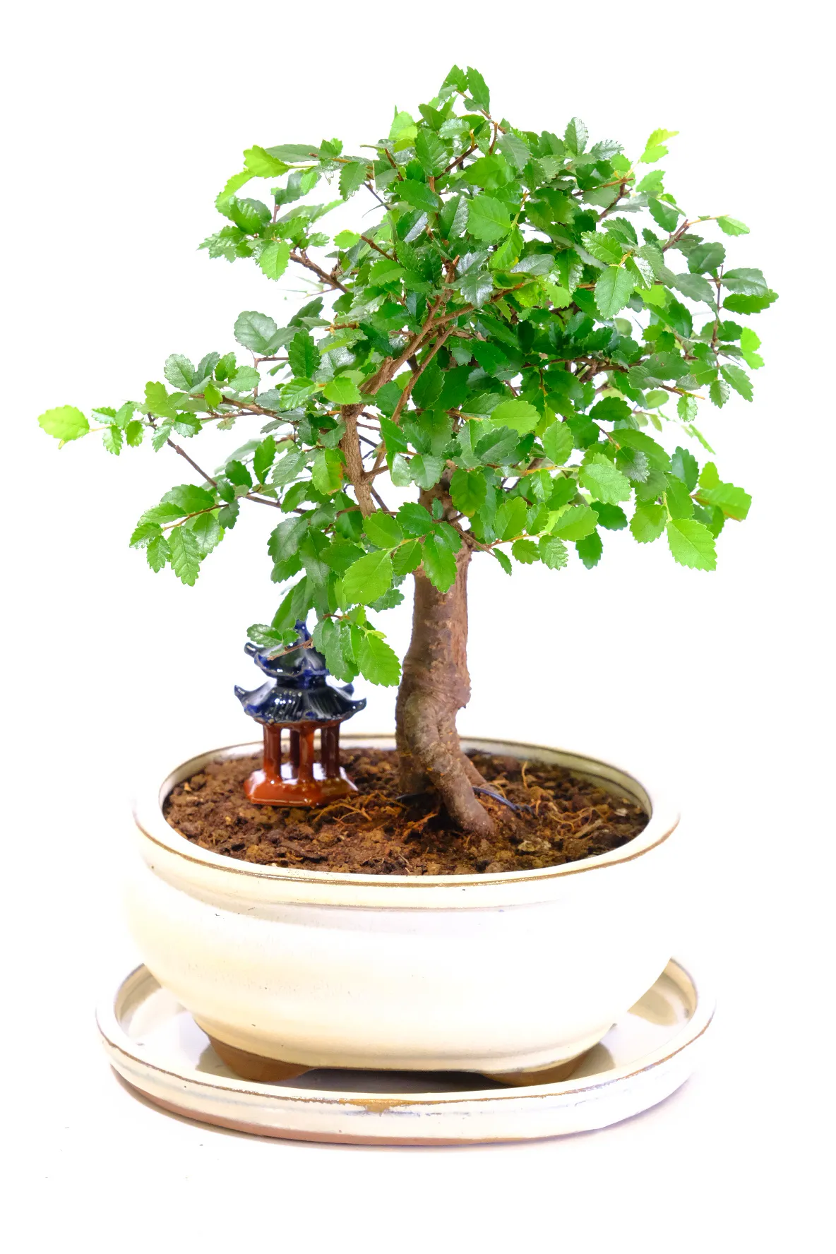Miniature Indoor Beginners Chinese Elm Bonsai - Incredible Design