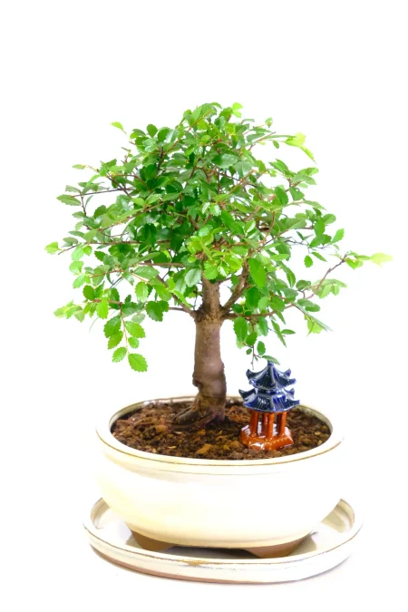 Bonsai with Temple – Miniature Chinese Elm Bonsai Landscape