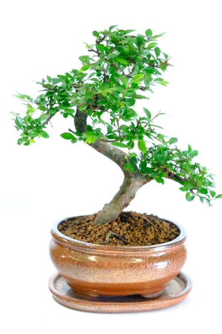 Character Chinese Elm Indoor Bonsai with Unique Styling