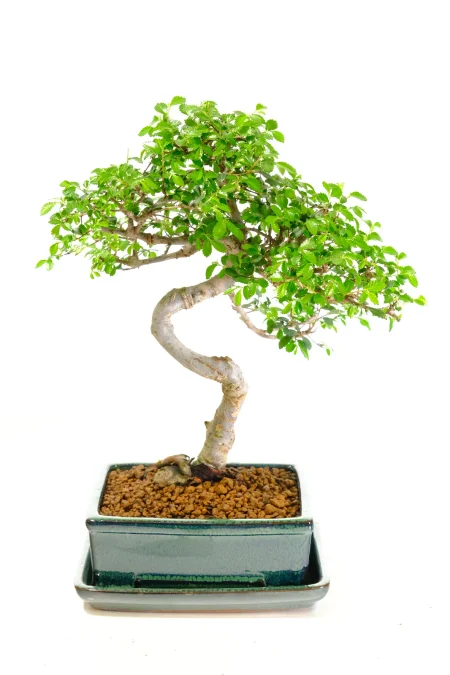 Twisty & Graceful Chinese Elm Indoor Bonsai