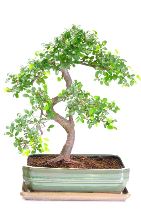 Ulmus Parvifolia Chinese Elm Bonsai Tree - Artistry in Botanical Form | Excellence Range