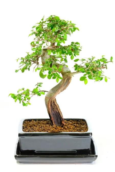 Majestic Chinese Elm Indoor Bonsai with Phenomenal Shari Features