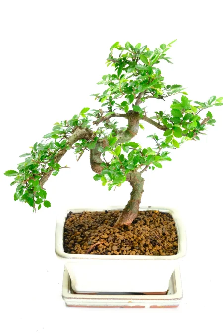 Graceful Chinese Elm Bonsai with Fresh New Growth