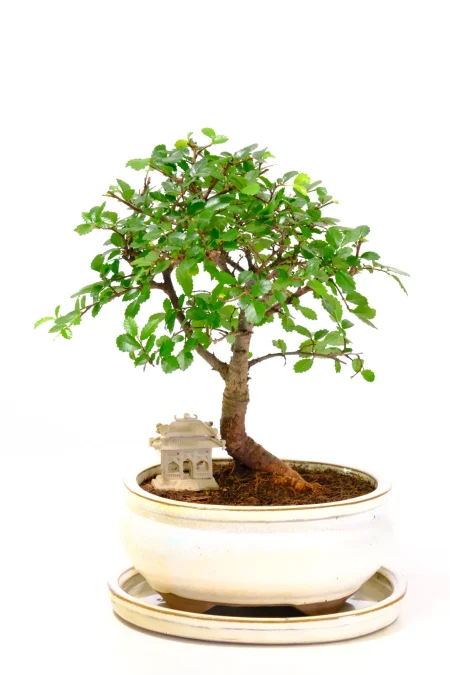 Chinese Elm Indoor Bonsai for Beginners with Emerald Leaves