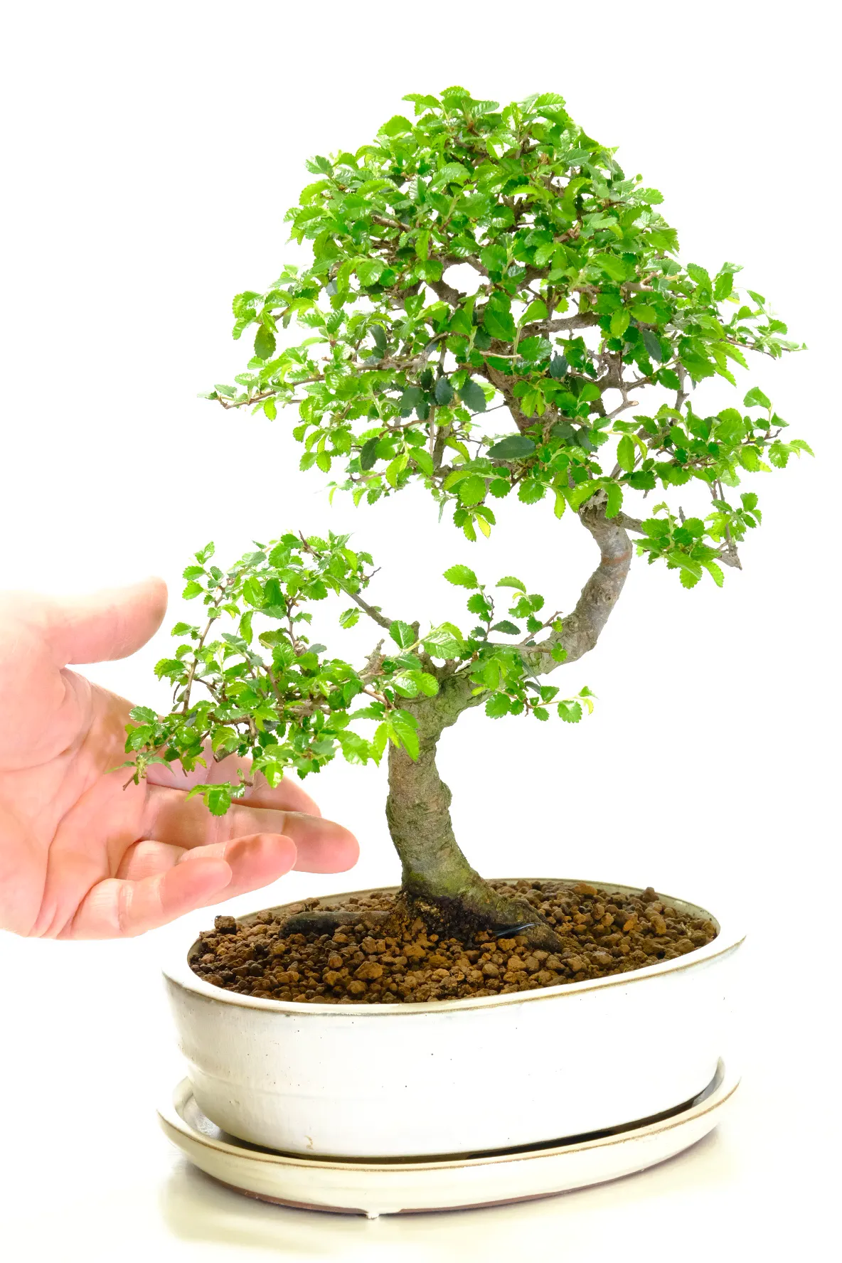 Chinese Elm premium bonsai with free form & twisting trunk