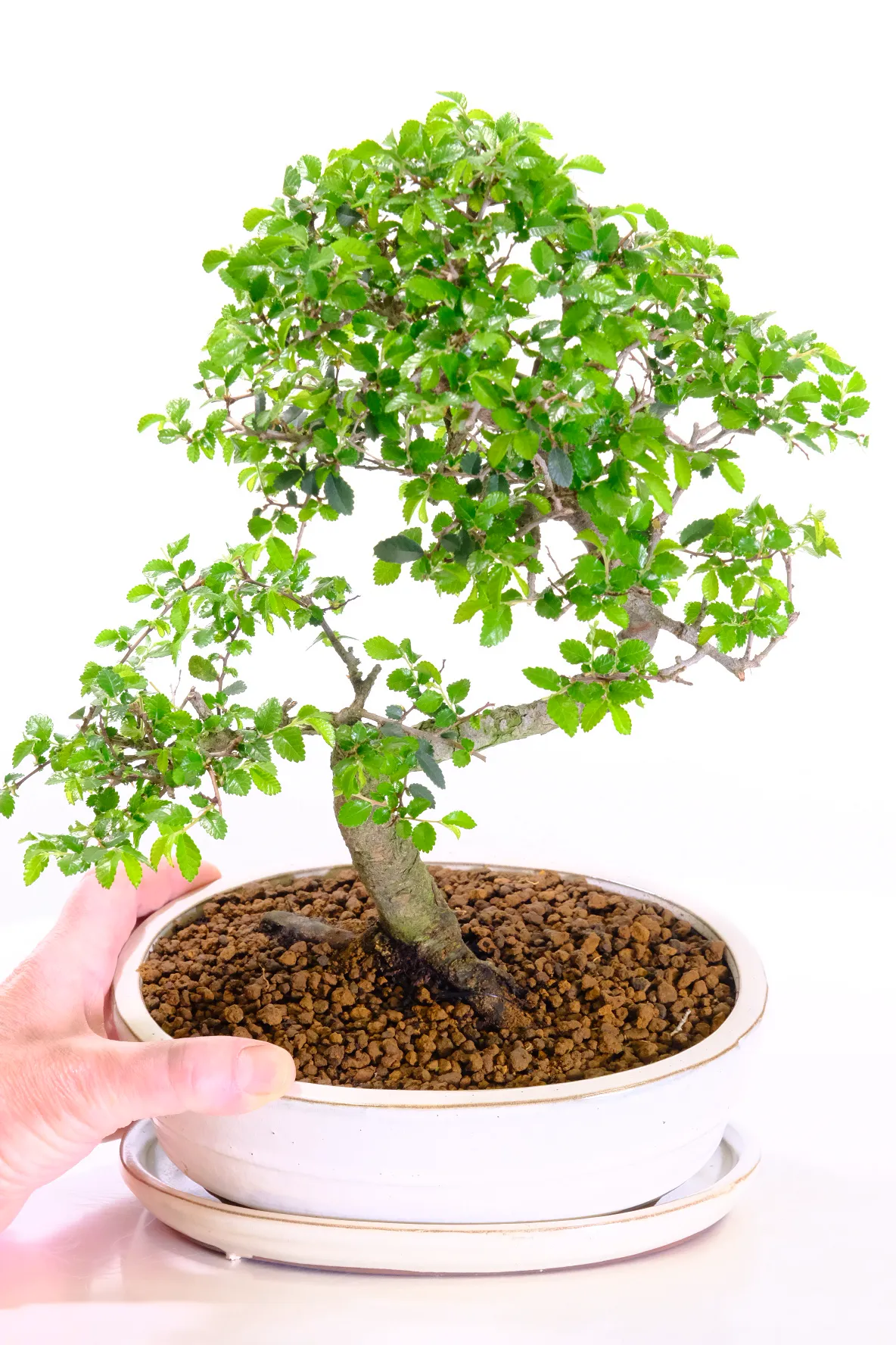 Premium S-Shaped Chinese Elm Bonsai Tree – Ulmus parvifolia in Cream Pot