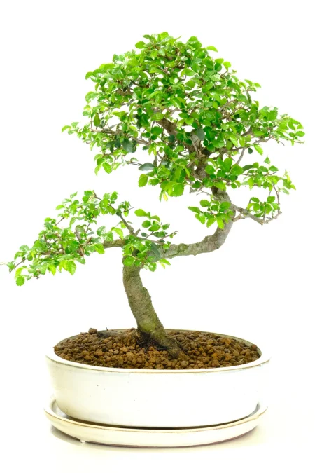 Spectacular Twisty Chinese Elm (Ulmus Parvifolia) Bonsai With Sublime S-Shaped Trunk
