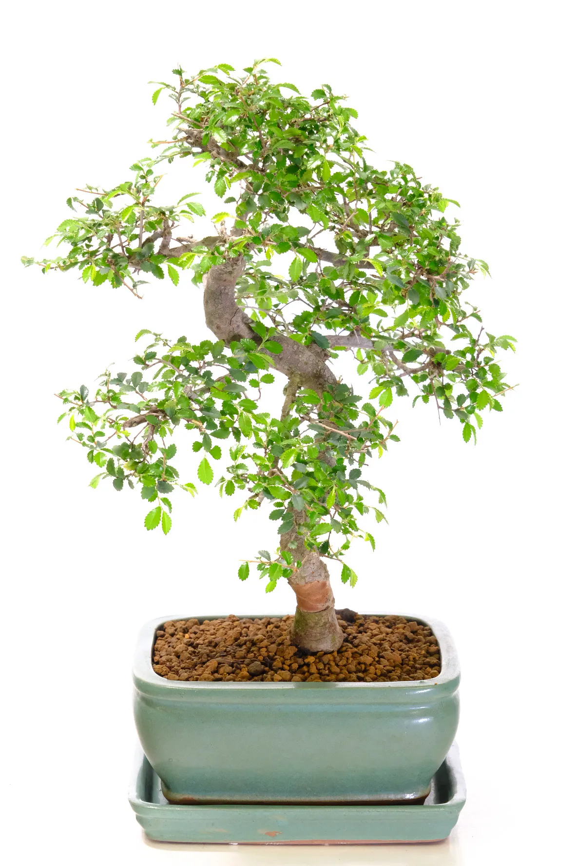 Premium Range bonsai tree with high quality pot and matching drip tray