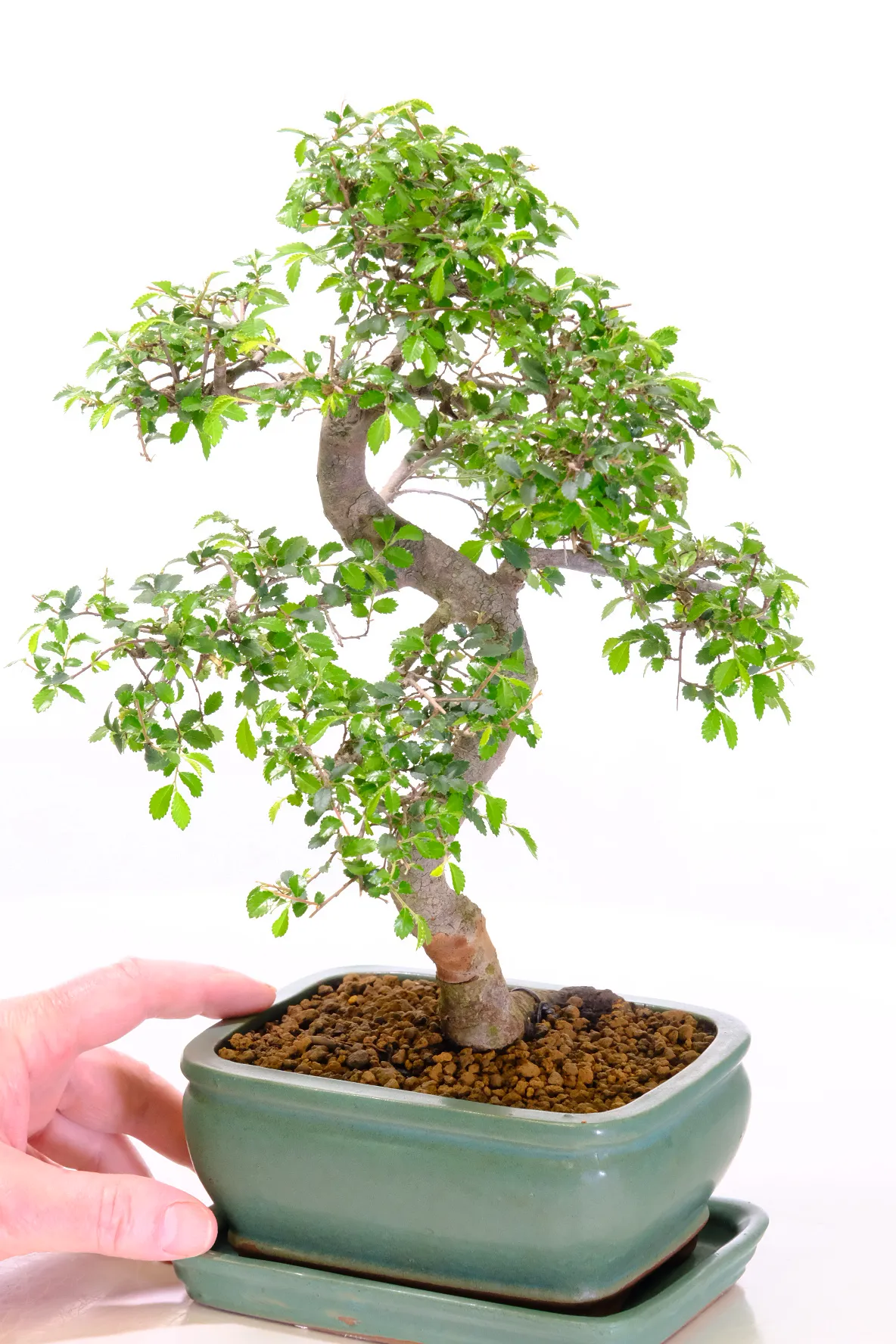 Free delivery available to most of the UK