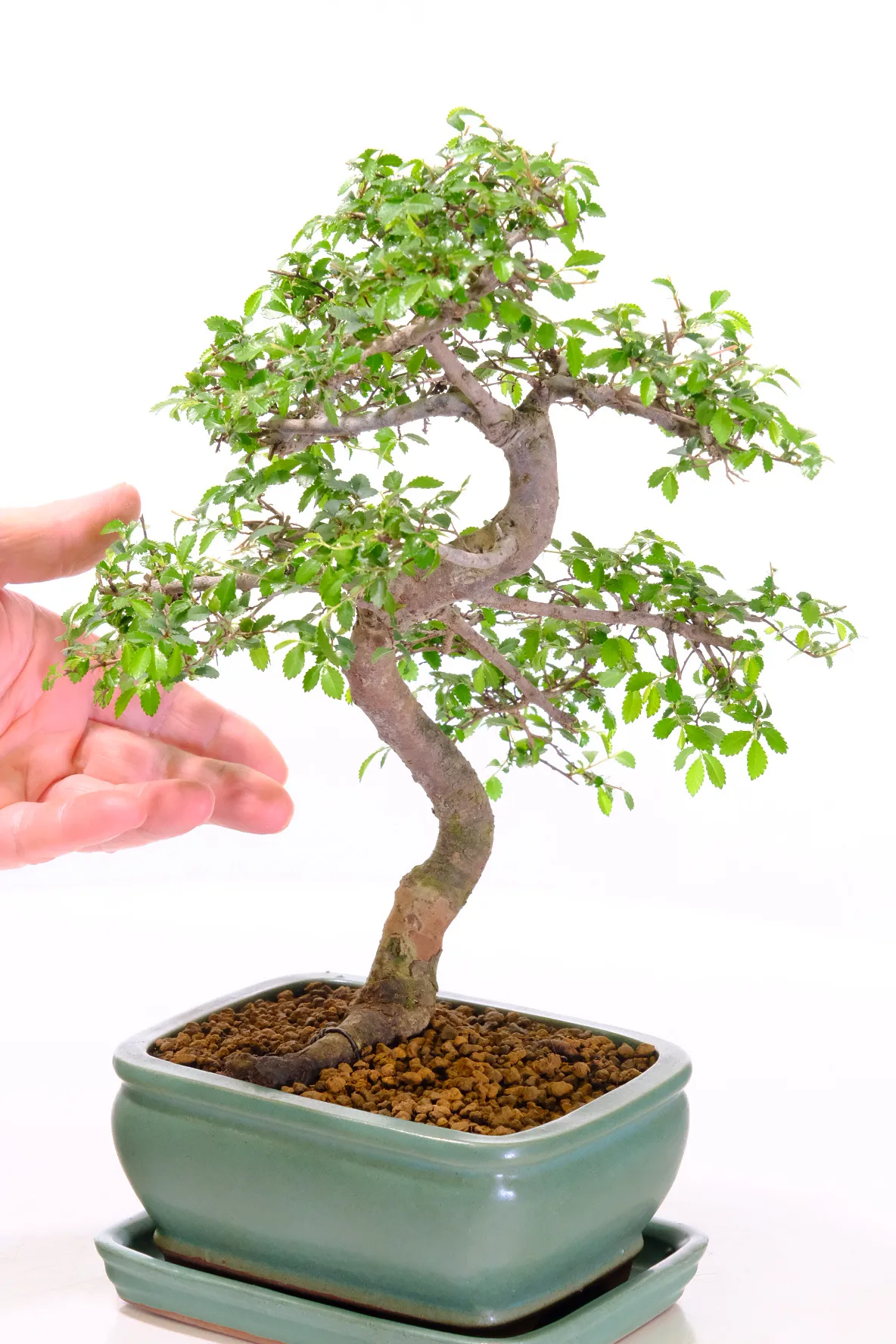 Twisty trunk and lush green leaves