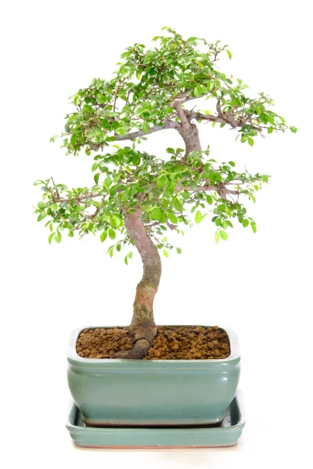 Unique Chinese Elm Bonsai tree for sale