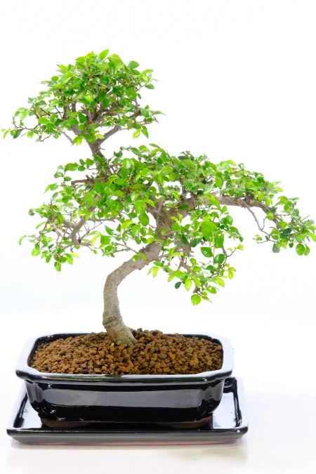 Adorable S-Shaped Chinese Elm Indoor Bonsai with Fabulous Foliage and Twisty Trunk