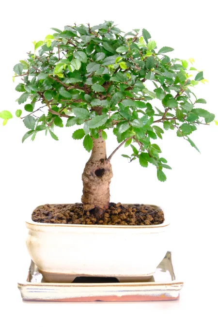 Spectacular woodland-style indoor bonsai tree UK