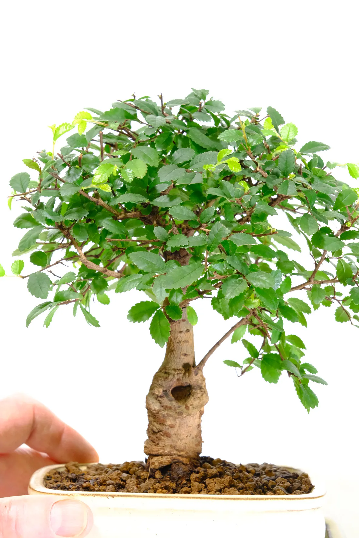 Gorgeous trunk features and styling