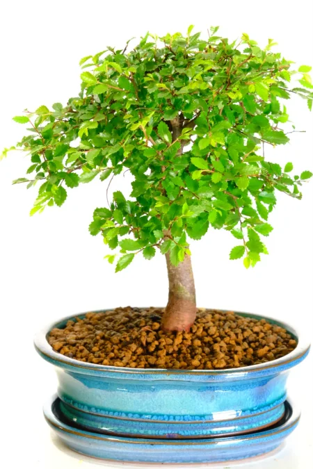 Excellent Woodland Style Indoor Chinese Elm Bonsai Tree with Amazing Proportions