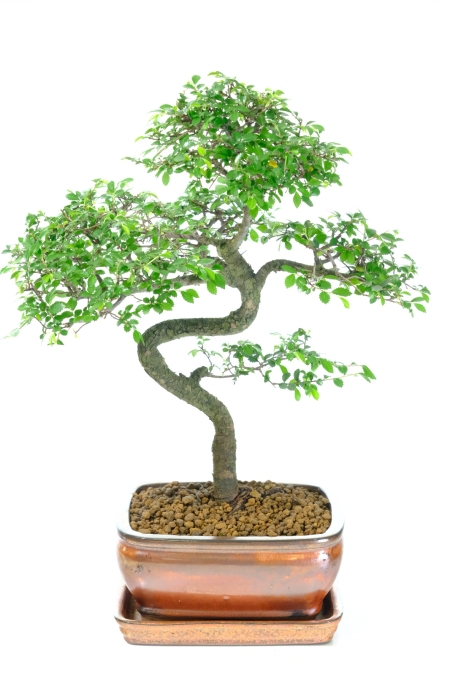 Cork Bark Indoor Chinese Elm Bonsai with Twisty Trunk and Flakey Bark