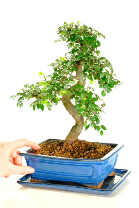 A pretty strong and powerful ulmus parvifolia bonsai tree for sale