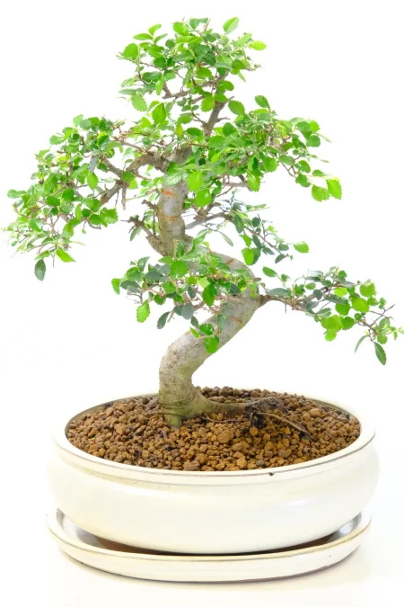 Incredible Chinese Elm Bonsai Tree | Neat, Commanding Presence & Impressive Stature in Miniature Form