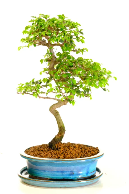 Picturesque Beginners Chinese Elm Indoor Bonsai featuring Elegant Curves