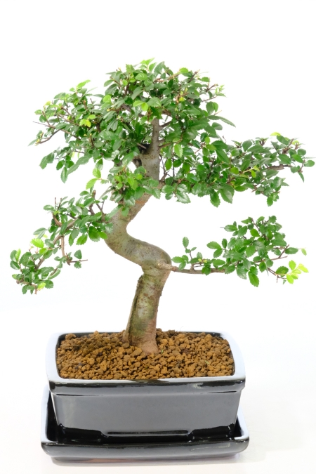 Delightful Chinese Elm Indoor Bonsai with Tasteful Trunk Styling