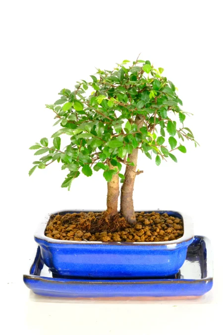Twin Chinese Elm dwarf Bonsai | Blue bonsai pot with matching drip tray