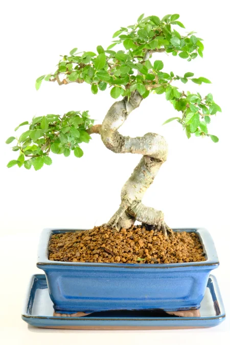 Mature Chinese Elm Bonsai Tree | 14 Year Old with Exceptional Bark & Exposed Roots