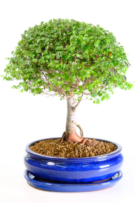 Zelkova Serrata Bonsai Tree – Woodland Style Chinese Elm “Woody”