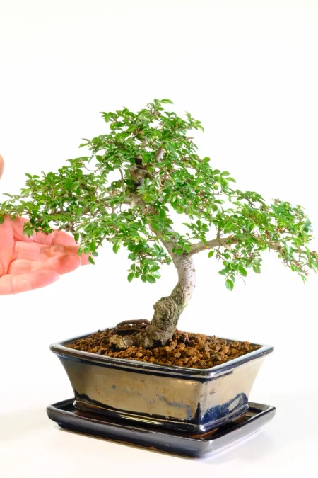 Comes potted in a metallic black pot with matching drip tray