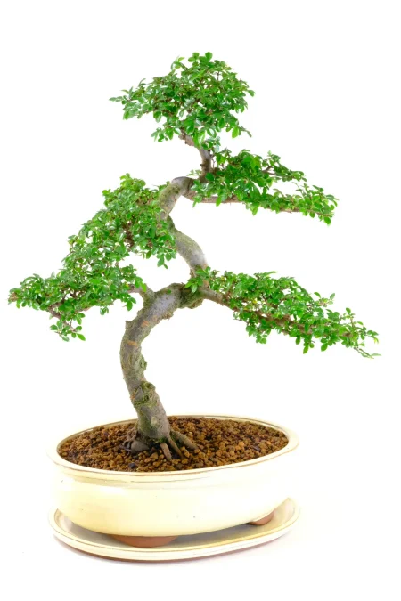 Top quality Chinese Elm bonsai tree for sale in new cream pot