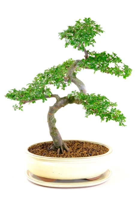 Chinese Elm Bonsai Tree | 20 Year Old Excellence Range with Exceptional Taper & Nebari