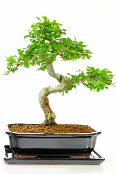 Spectacular easy care bonsai tree for beginners