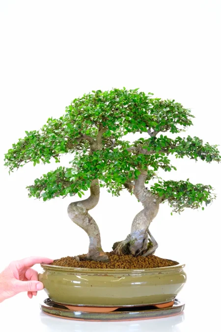 Twin Chinese Elm Bonsai Tree – 25 Year Old Specimen in Oval Olive Green Pot