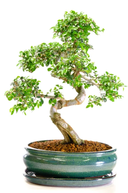 Character Chinese Elm Indoor Bonsai with Unique Styling