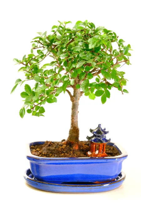Dwarf Chinese Elm Bonsai for Beginners with Oriental Temple