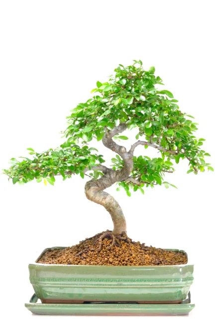 Spectacular Chinese Elm Bonsai Specimen - A Truly Sensational Beginners Tree