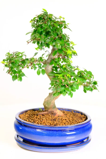 Unique Mature Chinese Elm Bonsai Tree – 15-Year Premium Royal Blue Pot & Tray