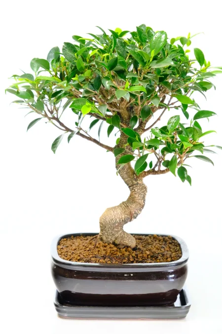 Beautifully Shaped and Styled Premium Range Ficus Bonsai Tree